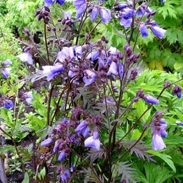 Синюха иезонская Перпл Рейн (Polemonium yezoense 'Purple Rain')