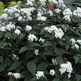 Посконник морщинистый Чоколит (Ageratina altissima 'Chocolate')