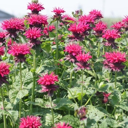 Монарда Кардинал (Monarda 'Kardinal')