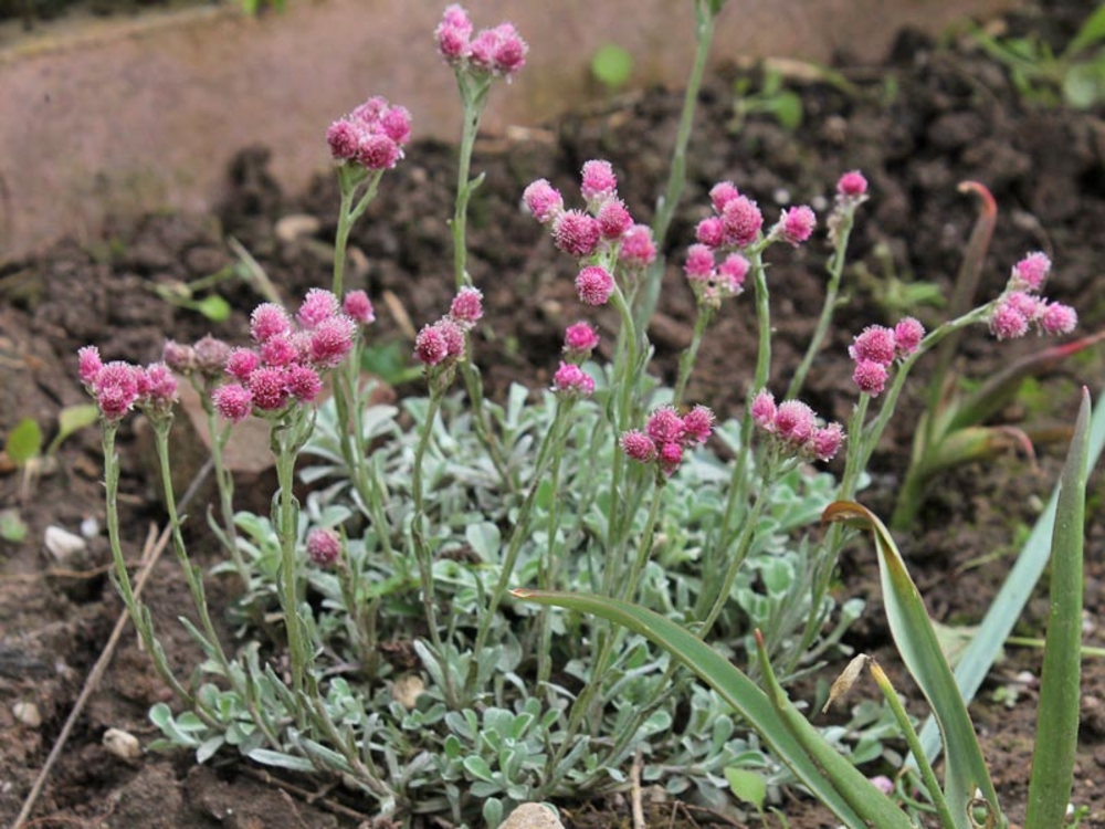 Кошачья лапка двудомная Розеа (Antennaria dioica 'Rosea')
