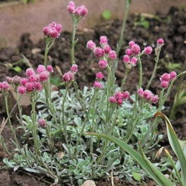 Кошачья лапка двудомная Розеа (Antennaria dioica 'Rosea')