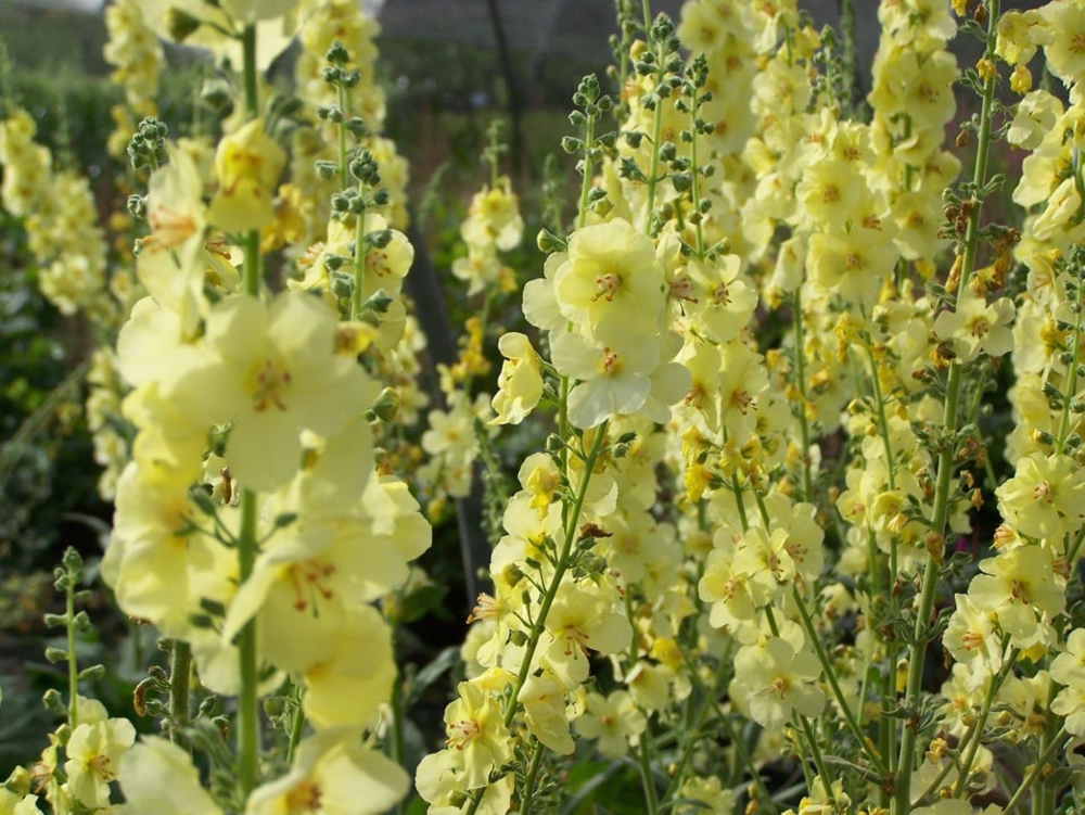 Коровяк Гейнсборо (Verbascum 'Gainsborough')