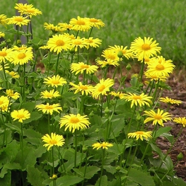 Дороникум восточный "Doronicum"