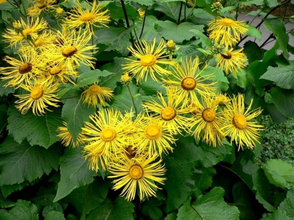 Девясил великолепный Инула (Inula magnifica 'Inula')