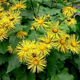 Девясил великолепный Инула (Inula magnifica 'Inula')