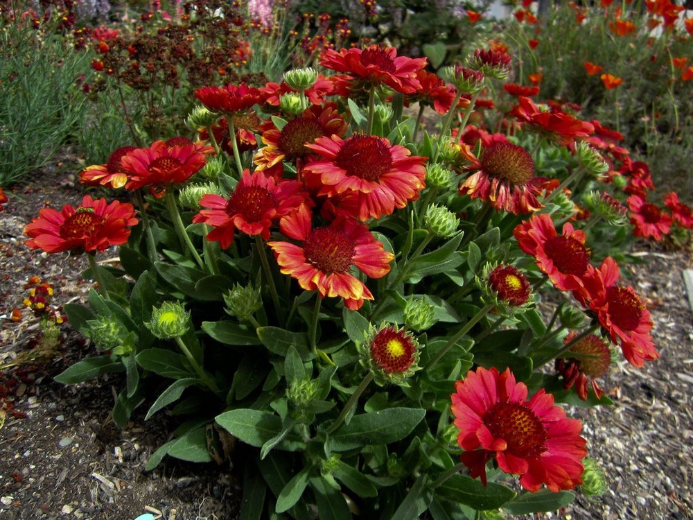 Гайлардия гибридная Гайлардия (Gaillardia × hybrida 'Gaillardia')