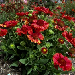 Гайлардия гибридная Гайлардия (Gaillardia × hybrida 'Gaillardia')