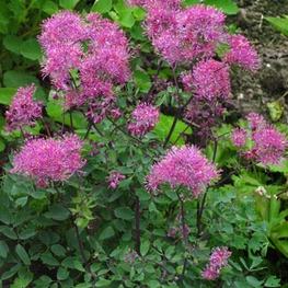 Василистник водосборолистный Пурпуреум (Thalictrum aquilegiifolium 'Purpureum')