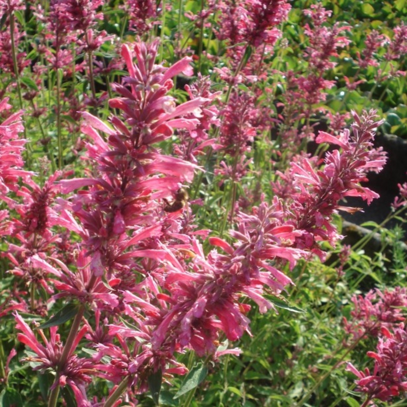 Агастахе гибридная Ред Форчун (Agastache × hybrida 'Red Fortune')