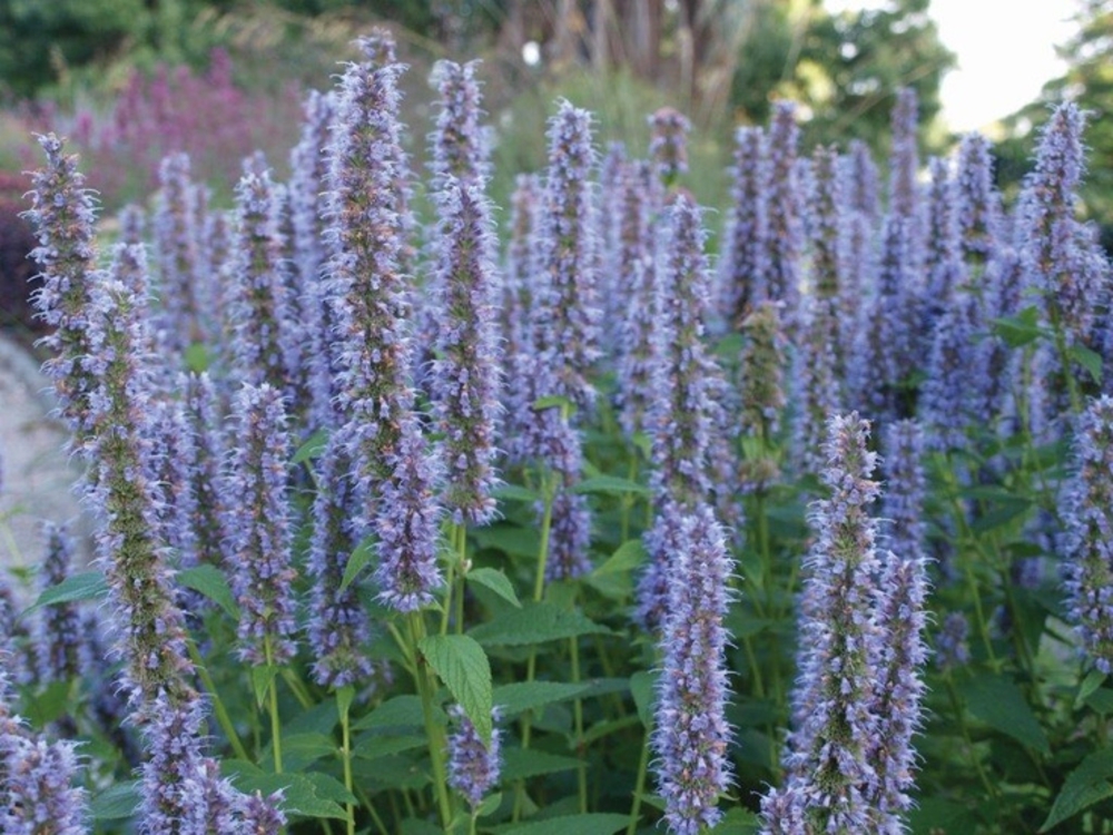 Агастахе гибридная Блю Форчун (Agastache × hybrida 'Blue Fortune')