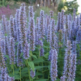 Агастахе гибридная Блю Форчун (Agastache × hybrida 'Blue Fortune')