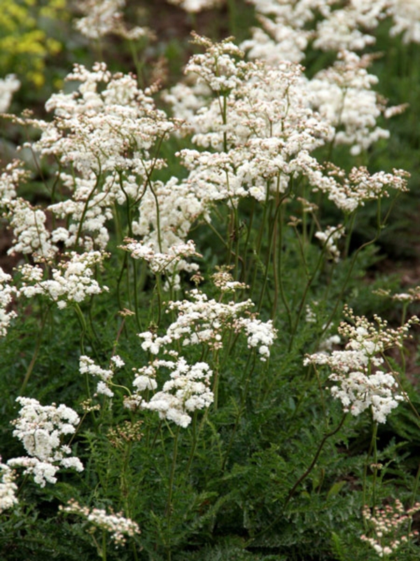 Лабазник обыкновенный Флоре плено (Filipendula vulgaris 'Flore pleno')