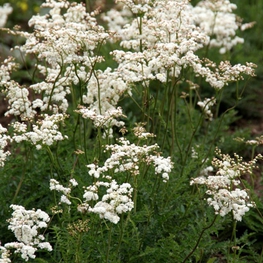 Лабазник обыкновенный Флоре плено (Filipendula vulgaris 'Flore pleno')