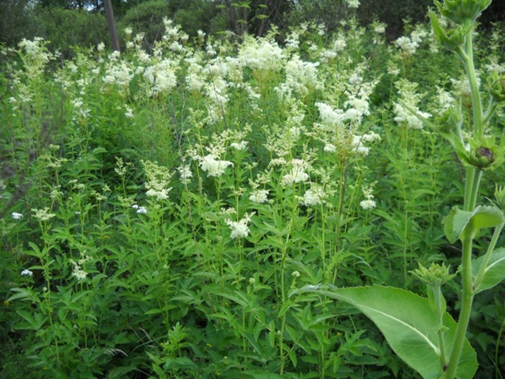 Лабазник вязолистный Филипендула (Filipendula ulmaria 'Filipendula')