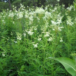 Лабазник вязолистный Филипендула (Filipendula ulmaria 'Filipendula')