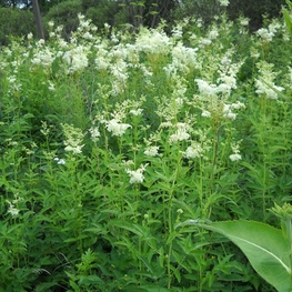 Лабазник вязолистный 'Filipendula'