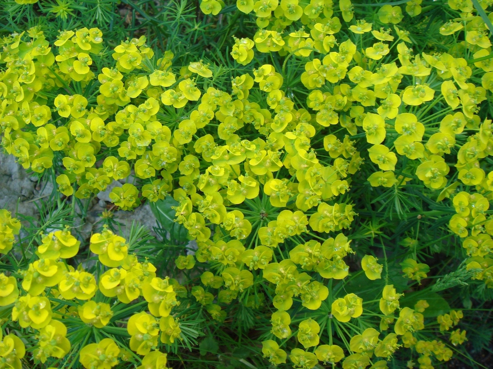 Молочай кипарисовый Ципариссиас (Euphorbia cyparissias 'Cyparissias')