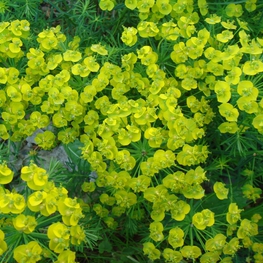 Молочай кипарисовый 'Cyparissias'