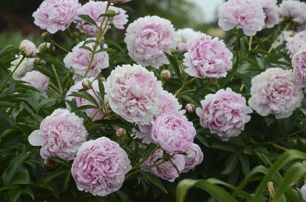 Пион молочноцветковый Пиония (Paeonia lactiflora 'Paeonia')