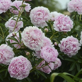 Пион молочноцветковый Пиония (Paeonia lactiflora 'Paeonia')