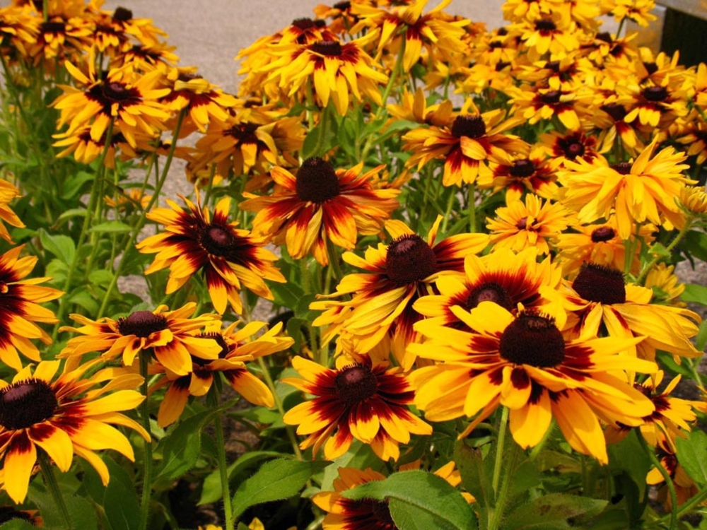 Рудбекия волосистая Хирта (Rudbeckia hirta 'Hirta')