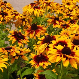 Рудбекия волосистая Хирта (Rudbeckia hirta 'Hirta')