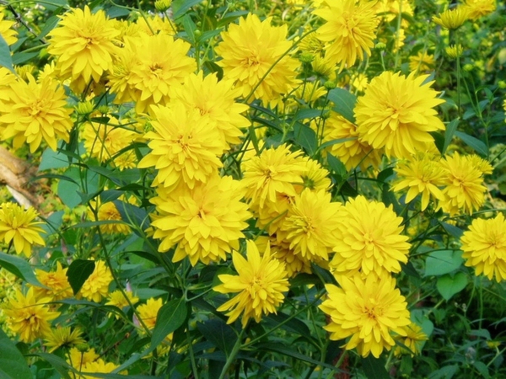 Рудбекия рассеченная Лациниата (Rudbeckia laciniata 'Laciniata')