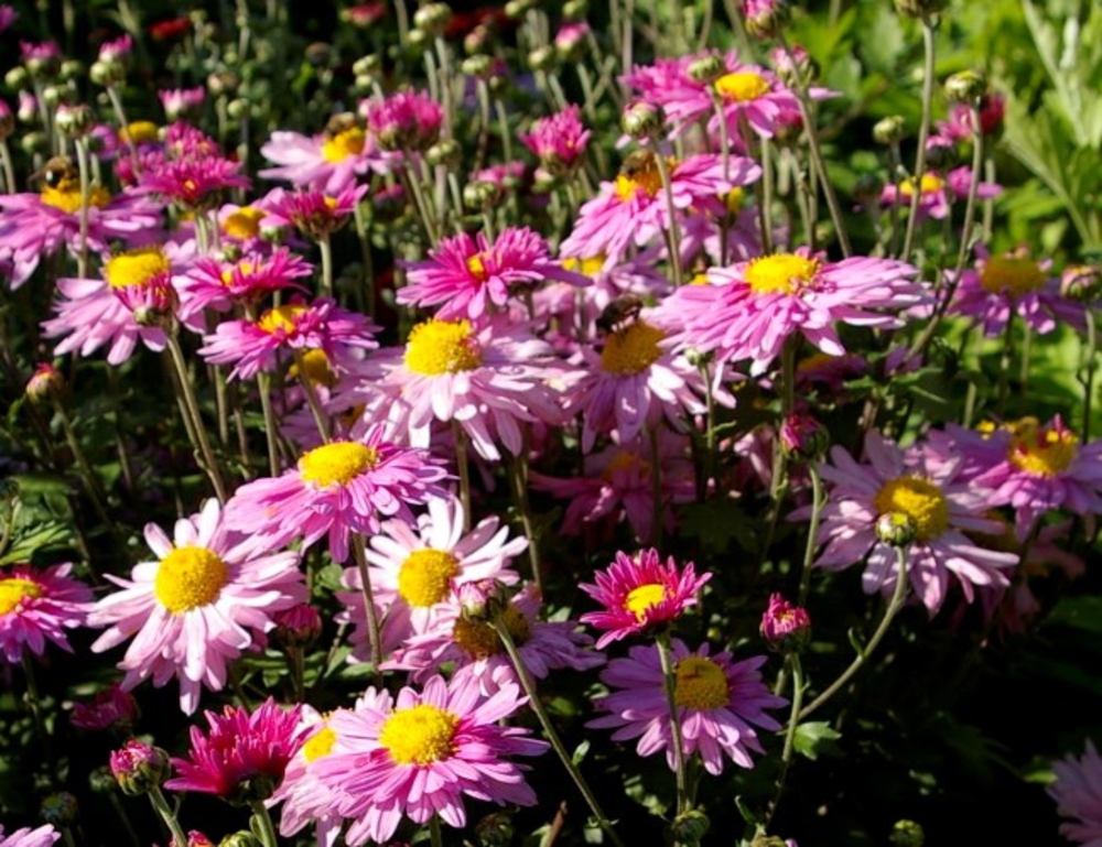 Хризантема корейская Хебе (Chrysanthemum × koreanum 'Hebe')
