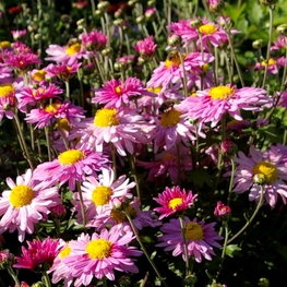Хризантема корейская Хебе (Chrysanthemum × koreanum 'Hebe')