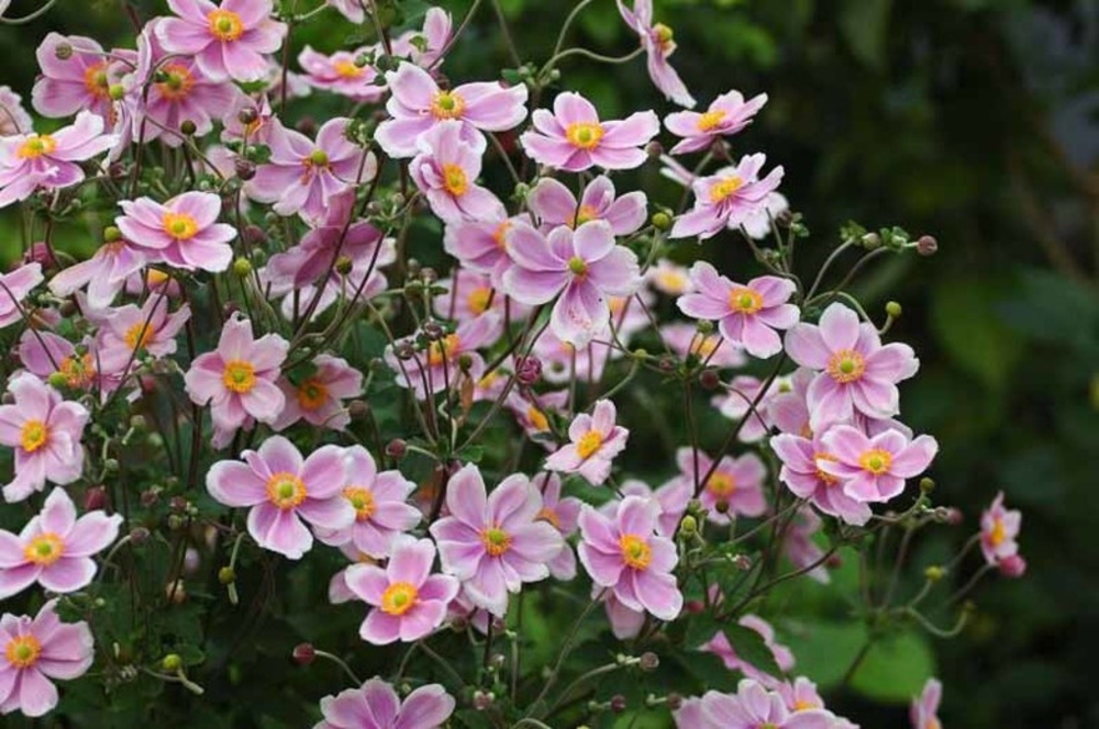 Анемона войлочная Робустиссима (Anemone tomentosa 'Robustissima')