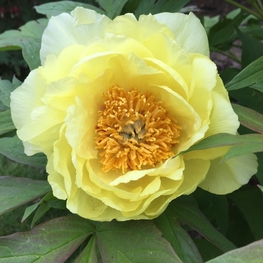 Пион древовидный Пиония суфрутикоза (Paeonia suffruticosa 'Paeonia suffruticosa')