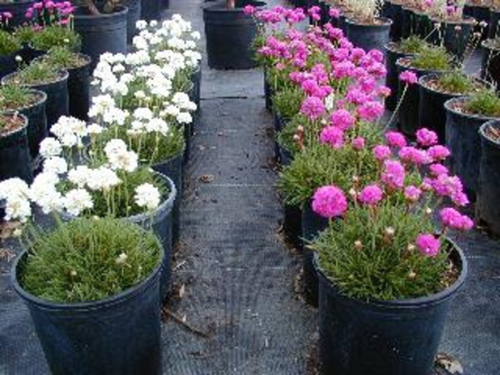 Армерия приморская Армерия (Armeria maritima 'Armeria')