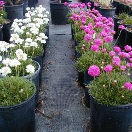 Армерия приморская Армерия (Armeria maritima 'Armeria')