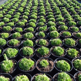 Молодило кровельное Семпервивум (Sempervivum tectorum 'Sempervivum')