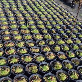 Молодило кровельное Семпервивум (Sempervivum tectorum 'Sempervivum')