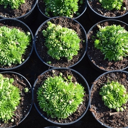 Молодило кровельное Семпервивум (Sempervivum tectorum 'Sempervivum')