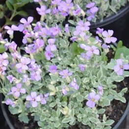 Обриета Обриета (Aubrieta 'Aubrieta')