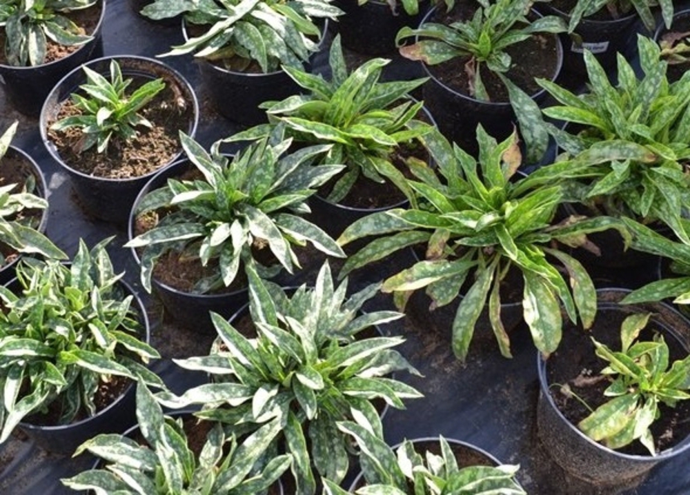 Медуница Пульмонария (Pulmonaria 'Pulmonaria')