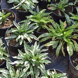 Медуница Пульмонария (Pulmonaria 'Pulmonaria')