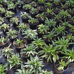 Медуница Пульмонария (Pulmonaria 'Pulmonaria')