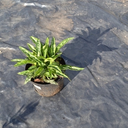 Медуница Пульмонария (Pulmonaria 'Pulmonaria')