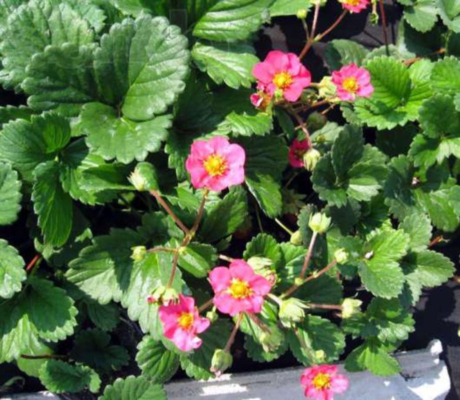 Земляника декоративная Фрагария (Fragaria 'Fragaria')