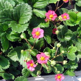 Земляника декоративная Фрагария (Fragaria 'Fragaria')