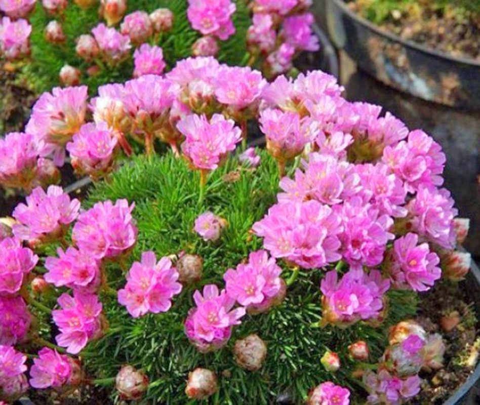 Армерия дернистая Армерия (Armeria cespitosa 'Armeria')