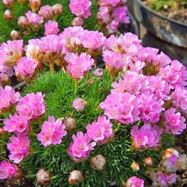 Армерия дернистая Армерия (Armeria cespitosa 'Armeria')