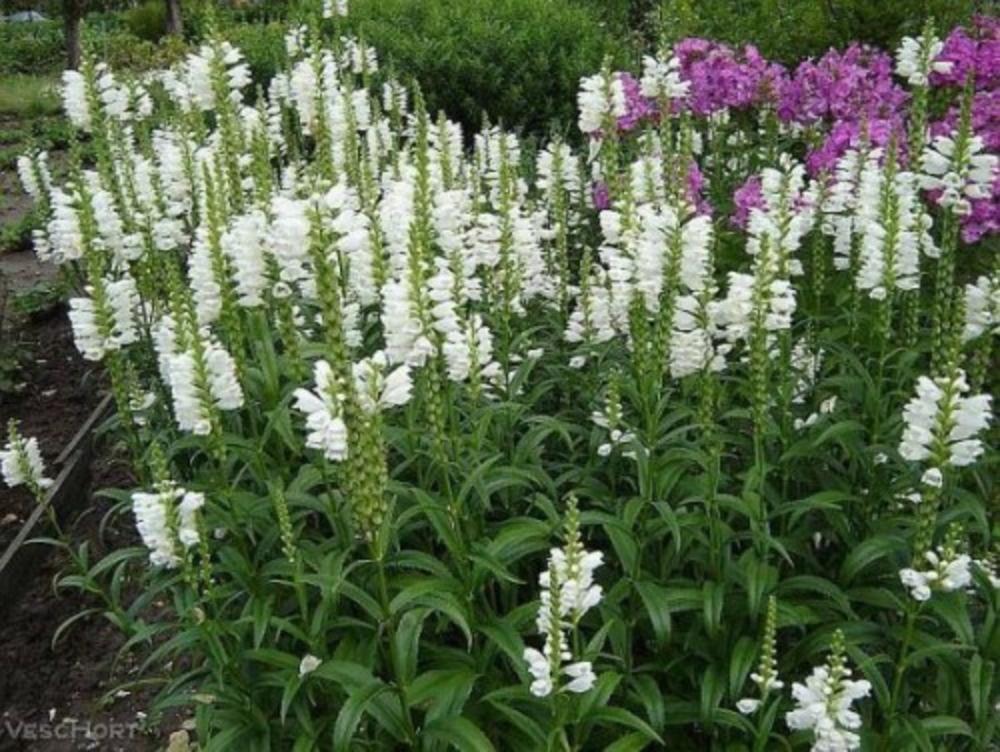 Физостегия виргинская Физостегия (Physostegia virginiana 'Physostegia')