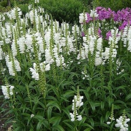 Физостегия виргинская Физостегия (Physostegia virginiana 'Physostegia')