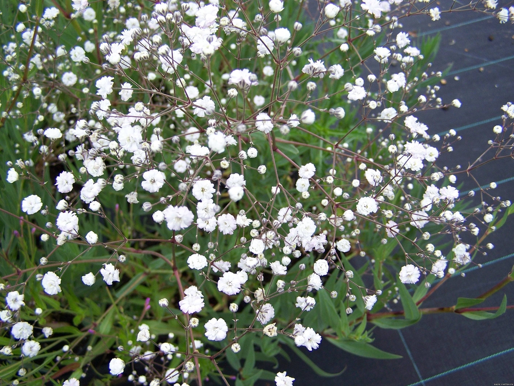 Гипсофила метельчатая Сноуфлейк (Gypsophila paniculata 'Snowflake')