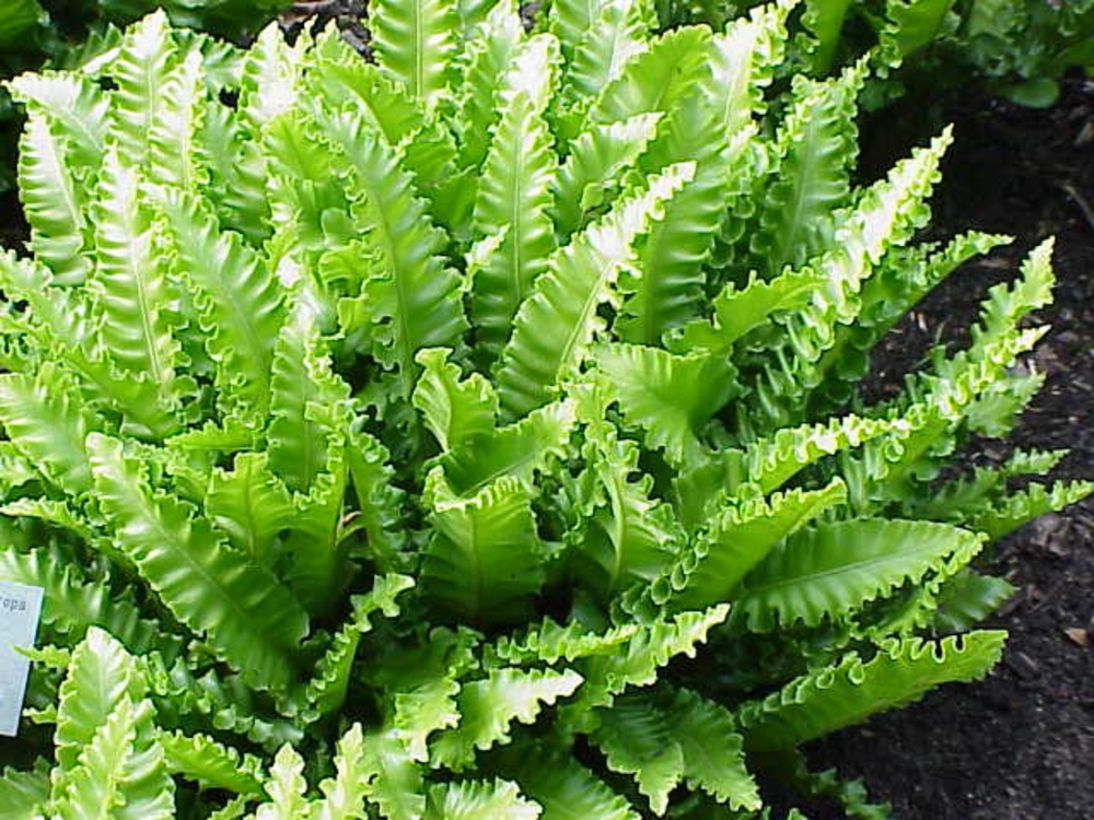 Папортник Листовик сколопендровый Филлитис (Asplenium scolopendrium 'Phylittis')