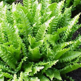 Папортник Листовик сколопендровый Филлитис (Asplenium scolopendrium 'Phylittis')